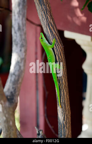 Gecko géant de Madagascar (Phelsuma madagascariensis jour grandis, Phelsuma grandis), est assis sur une branche en face d'une maison, Madagascar, Diana Banque D'Images