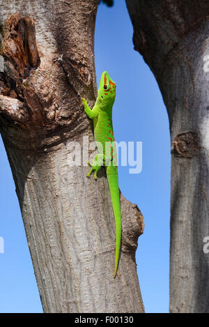 Gecko géant de Madagascar (Phelsuma madagascariensis jour grandis, Phelsuma grandis), est assis sur un tronc d'arbre en face de ciel bleu, Madagascar, Diana Banque D'Images