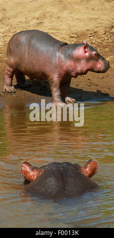 Hippopotame, hippopotame, hippopotame commun (Hippopotamus amphibius), des profils avec pup, Afrique Banque D'Images