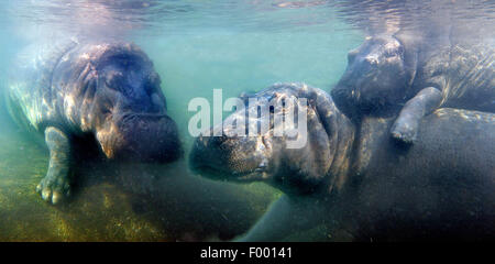 Hippopotame, hippopotame, hippopotame commun (Hippopotamus amphibius), hippopotames sous l'eau, l'Afrique Banque D'Images