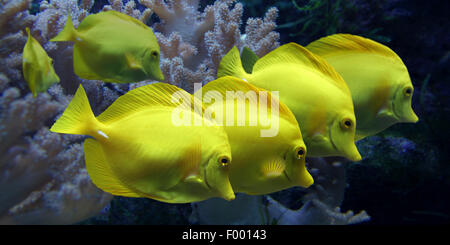 Tang, Zebrasoma flavescens (jaune), six ergots jaune Banque D'Images