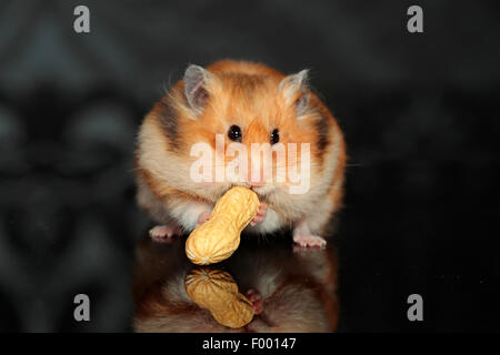 Hamster doré (Mesocricetus auratus), hamster doré avec une cacahuète Banque D'Images