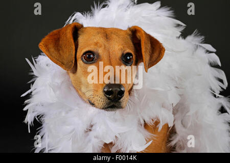 Chien domestique (Canis lupus f. familiaris), avec plume boa blanc en face de l'arrière-plan noir, portrait Banque D'Images