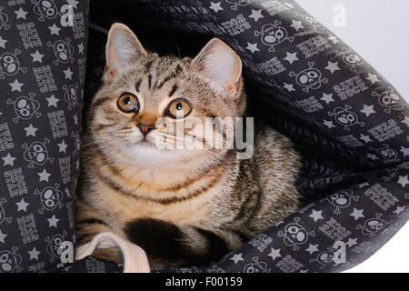 British Shorthair (Felis silvestris catus), f. chaton rayé couché dans le panier du chat Banque D'Images