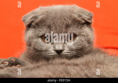 British Shorthair (Felis silvestris catus). f, peu grisonnant British Shorthair chaton avec les oreilles tombantes en face de fond rouge, portrait Banque D'Images