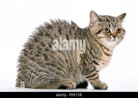 British Shorthair (Felis silvestris catus) f., petit chaton rayé arquant le dos Banque D'Images