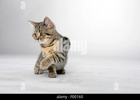 British Shorthair (Felis silvestris catus) f., petit chaton rayé donnant la patte Banque D'Images