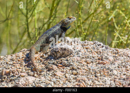 Lézard épineux du désert (Sceloporus magister), homme dans son habitat, USA, Floride, Pinnacle Peak Banque D'Images