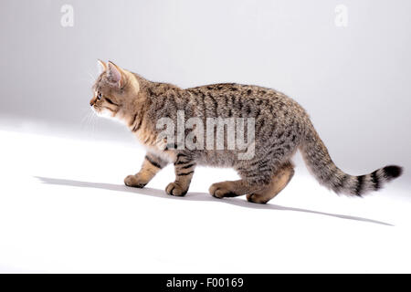 British Shorthair (Felis silvestris catus) f., petit chaton rayé, side view Banque D'Images