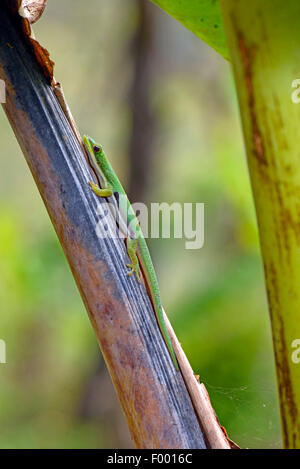 Jour bordée, Rayé Gecko gecko Phelsuma (jour dorsivittata, Phelsuma lineata), sur une feuille morte, Madagascar, Diana , Montagne d┤Ambre National Park Banque D'Images