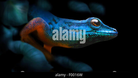 Gecko bleu électrique, Williams (Gecko Lygodactylus williamsi nain), portrait, Tanzanie Banque D'Images