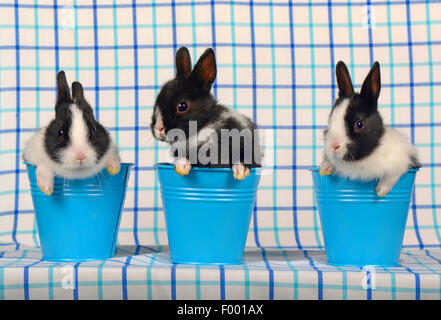Netherland Dwarf (Oryctolagus cuniculus f. domestica), lapins dans trois seaux Banque D'Images