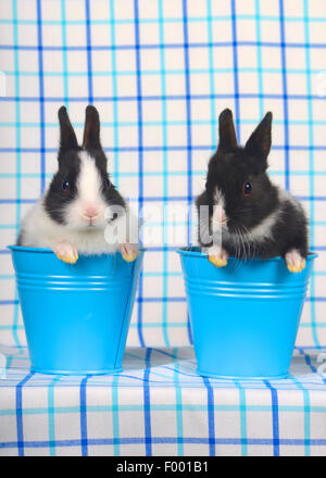 Netherland Dwarf (Oryctolagus cuniculus f. domestica), zwei lapins dans des seaux Banque D'Images
