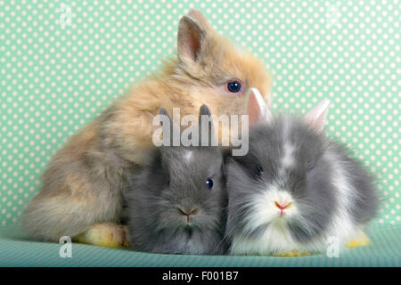 Lapin nain (Oryctolagus cuniculus f. domestica), trois jeunes lapins câlins Banque D'Images
