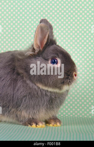 Netherland Dwarf (Oryctolagus cuniculus f. domestica), lapin nain sur tissu vert avec des taches Banque D'Images