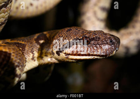 Arbre généalogique Madagascar Sanzinia madagascariensis (BOA), portrait, Madagascar, Nosy Be, Lokobe Reserva Banque D'Images