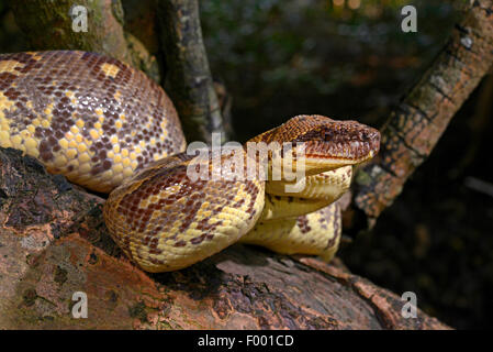 Arbre généalogique Madagascar Sanzinia madagascariensis (BOA), grimpe dans un arbre, Madagascar, Nosy Be, Lokobe Reserva Banque D'Images