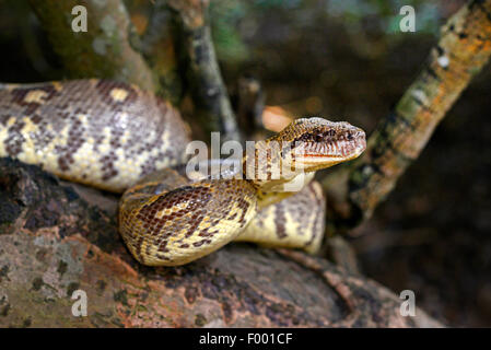 Arbre généalogique Madagascar Sanzinia madagascariensis (BOA), grimpe dans un arbre, Madagascar, Nosy Be, Lokobe Reserva Banque D'Images