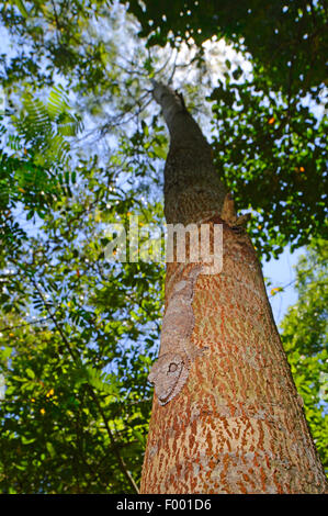 Henkel's gecko à queue de feuille (Uroplatus henkeli gecko), parfaitement camouflée sur un tronc d'arbre, Madagascar, Nosy Be, Lokobe Reserva Banque D'Images