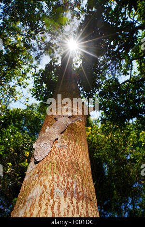 Henkel's gecko à queue de feuille (Uroplatus henkeli gecko), parfaitement camouflée sur un tronc d'arbre, Madagascar, Nosy Be, Lokobe Reserva Banque D'Images