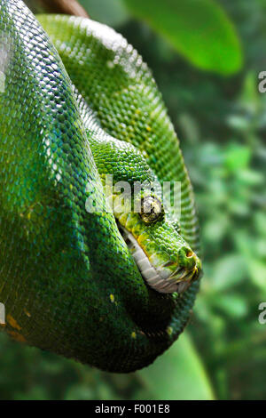 Arbre de jardin, Cook's tree boa boa, Amazon tree boa (Corallus enydris, Corallus hortulanus), portrait, rolled-up Banque D'Images