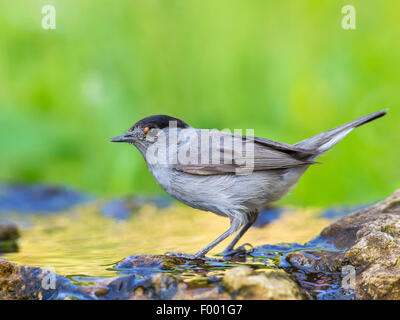 Blackcap (Sylvia atricapilla), homme à l'eau, Allemagne Banque D'Images