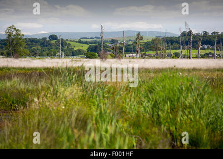 Foulshaw, une réserve naturelle de tourbières bombées de plaine dans le sud, Cumbria (Royaume-Uni), plantés par la commission forestière, il y a quelques années, il est maintenant rétabli dans son état antérieur. Banque D'Images