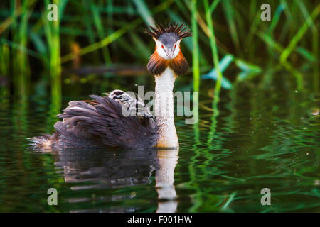 Grèbe huppé (Podiceps cristatus), nage avec deux poussins sur son dos, la Suisse, le lac de Constance Banque D'Images
