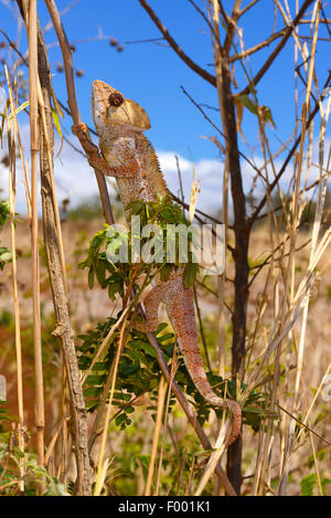 Madagascar géant caméléon, Caméléon, l'Oustalet l'Oustalet (Furcifer oustaleti caméléon géant, Chamaeleo oustaleti), femme, Madagascar, Montagne des Francais Banque D'Images