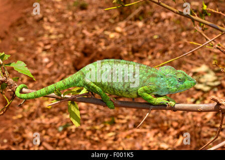 Madagascar géant caméléon, Caméléon, l'Oustalet l'Oustalet (Furcifer oustaleti caméléon géant, Chamaeleo oustaleti), homme d'une branche, Madagascar, Montagne des Francais Banque D'Images