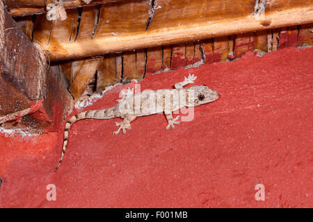 Maison de l'Afrique (gecko Hemidactylus mercatorius), est assis sur un mur, Madagascar, Diana Banque D'Images