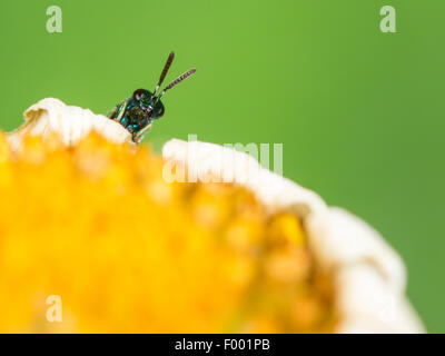 Wasp chalcidiens (Torymus laetus), femelle sur la fleur flétrie de oxeye daisy (Leucanthemum vulgare, Allemagne Banque D'Images