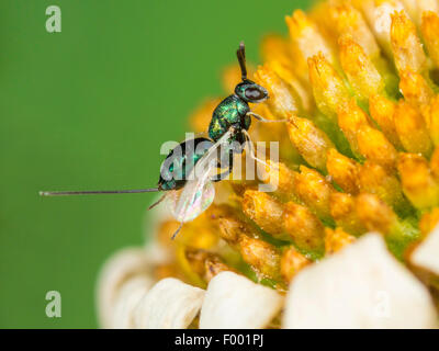 Wasp chalcidiens (Torymus laetus), femelle sur la fleur flétrie de oxeye daisy (Leucanthemum vulgare, Allemagne Banque D'Images