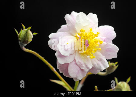 Rose (Rosa ornementales Paul's Himalayan Musk, Rosa 'Paul's Himalayan Musk'), fleur Banque D'Images