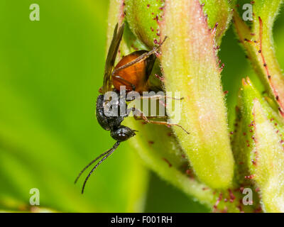 Rose moussue gall wasp, bedeguar gall wasp (Diplolepis rosae), femelle en ponte avec son ovipositeur sur une rose, Allemagne Banque D'Images