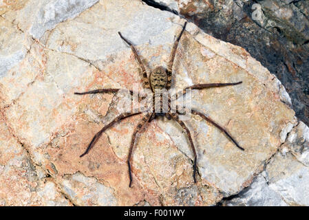 Araignées-crabes géants, les araignées huntsman (Heteropoda variegata), sur une pierre, la Turquie, la Lycie, Dalyan Banque D'Images