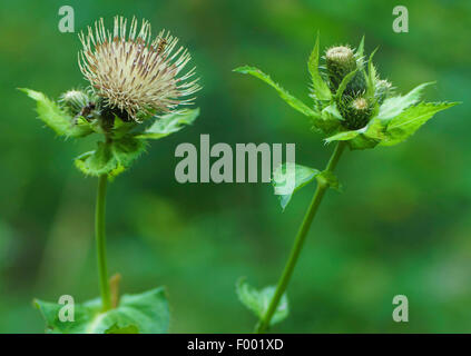 Chardon (Cirsium oleraceum chou), la floraison, Allemagne, Bavière, Oberbayern, Haute-Bavière Banque D'Images