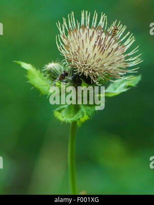 Chardon (Cirsium oleraceum chou), la floraison, Allemagne, Bavière, Oberbayern, Haute-Bavière Banque D'Images