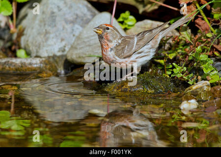 Sizerin flammé, Carduelis flammea Sizerin flammé (Acanthis flammea), boire, homme, Allemagne, Mecklembourg-Poméranie-Occidentale Banque D'Images