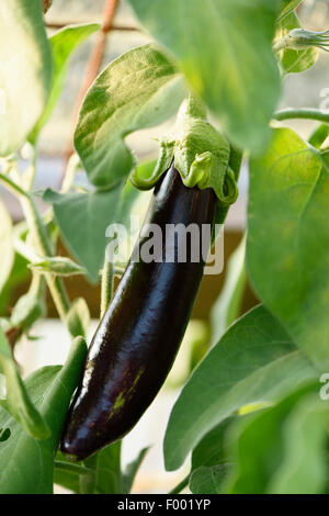 L'aubergine, l'aubergine (Solanum melongena), venu l'aubergine Banque D'Images