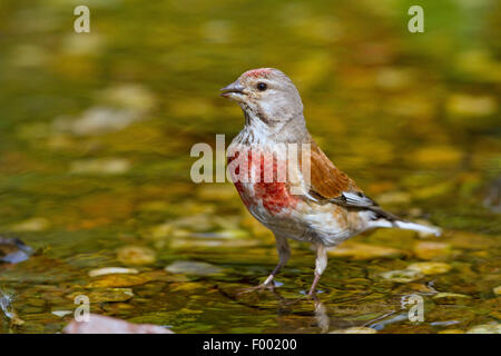 (Carduelis cannabina linnet, Acanthis cannabina), boire de l'homme, Allemagne, Mecklembourg-Poméranie-Occidentale Banque D'Images