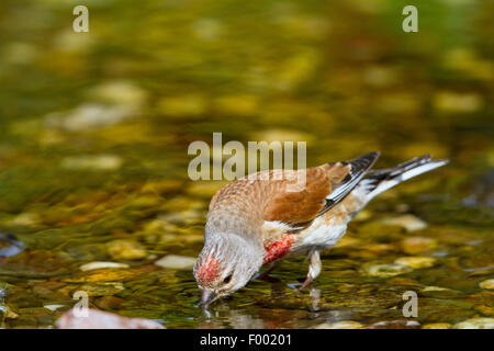 (Carduelis cannabina linnet, Acanthis cannabina), boire de l'homme, Allemagne, Mecklembourg-Poméranie-Occidentale Banque D'Images