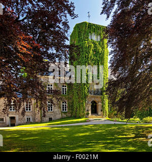 Faux-Virginia creeper (Parthenocissus inserta, Parthenocissus quinquefolia agg.), chambre à Bamenohl Vassenden, Allemagne, Rhénanie du Nord-Westphalie, Rhénanie-Palatinat, Finnentrop Banque D'Images