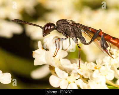 Gasteruptiid wasp (Gasteruption minutum), femelle sur Daucus carota, Allemagne Banque D'Images