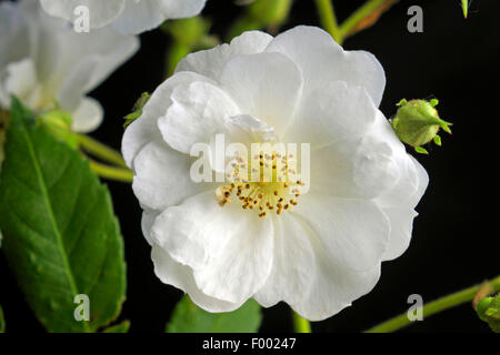 Plantes ornementales rose (Rosa 'Rambling Rector', Rosa Rambling Rector), le cultivar Rosa Rambling Rector Banque D'Images