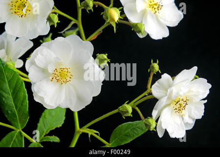 Plantes ornementales rose (Rosa 'Rambling Rector', Rosa Rambling Rector), le cultivar Rosa Rambling Rector Banque D'Images