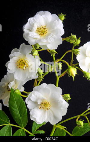 Plantes ornementales rose (Rosa 'Rambling Rector', Rosa Rambling Rector), le cultivar Rosa Rambling Rector Banque D'Images