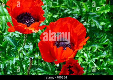 Pavot d'Orient (Papaver orientale), l'approche avec fleurs de pavot, bourdons Allemagne Banque D'Images