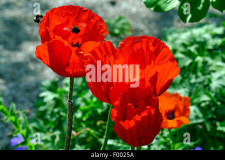 Pavot d'Orient (Papaver orientale), l'approche avec fleurs de pavot, bourdons Allemagne Banque D'Images