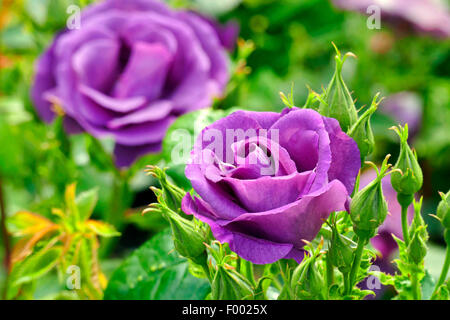 Plantes ornementales rose (Rosa 'Rhapsody in Blue', Rosa Rhapsody in Blue), le cultivar Rhapsody in Blue Banque D'Images